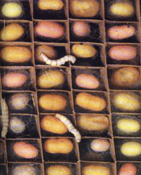silk worms